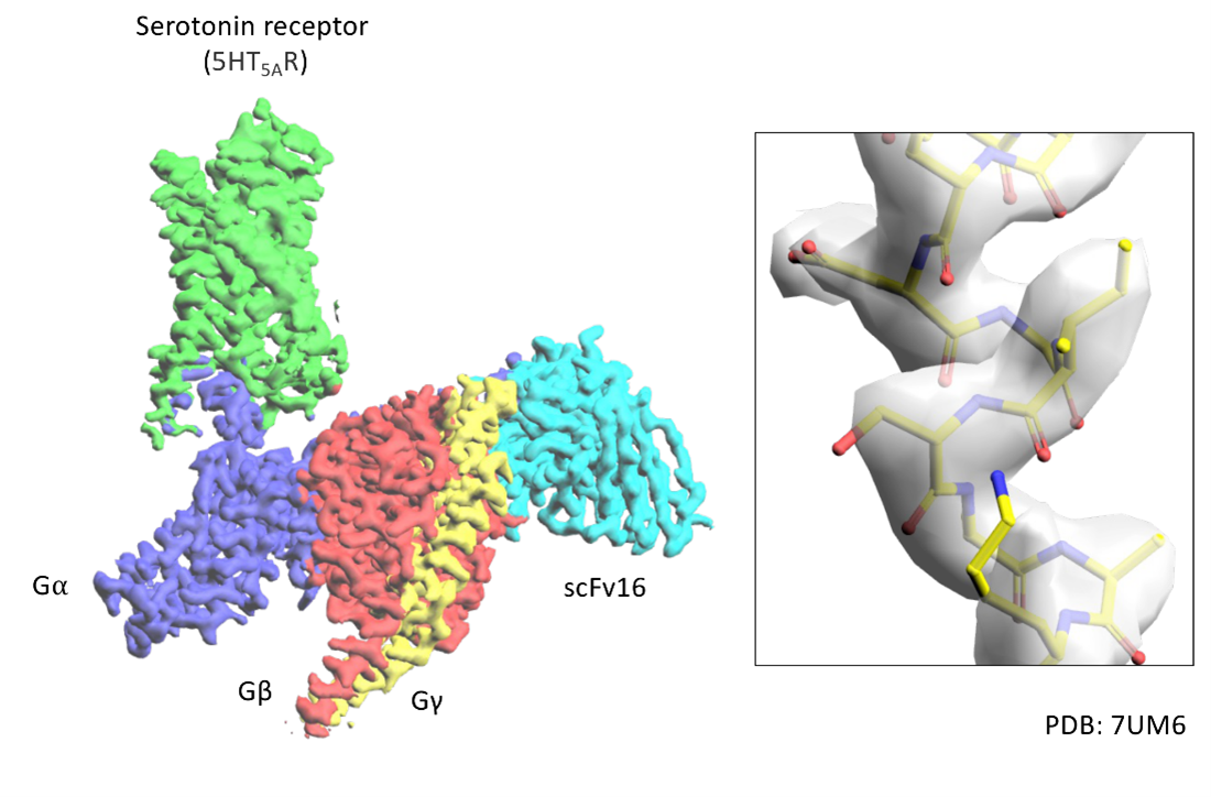 Cryo-EM | Peak Proteins