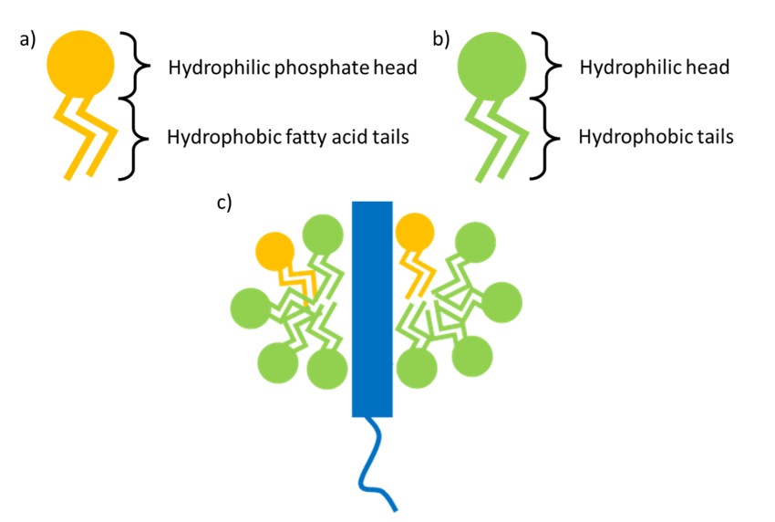 Figure 2 Phospholipid and detergent comparison